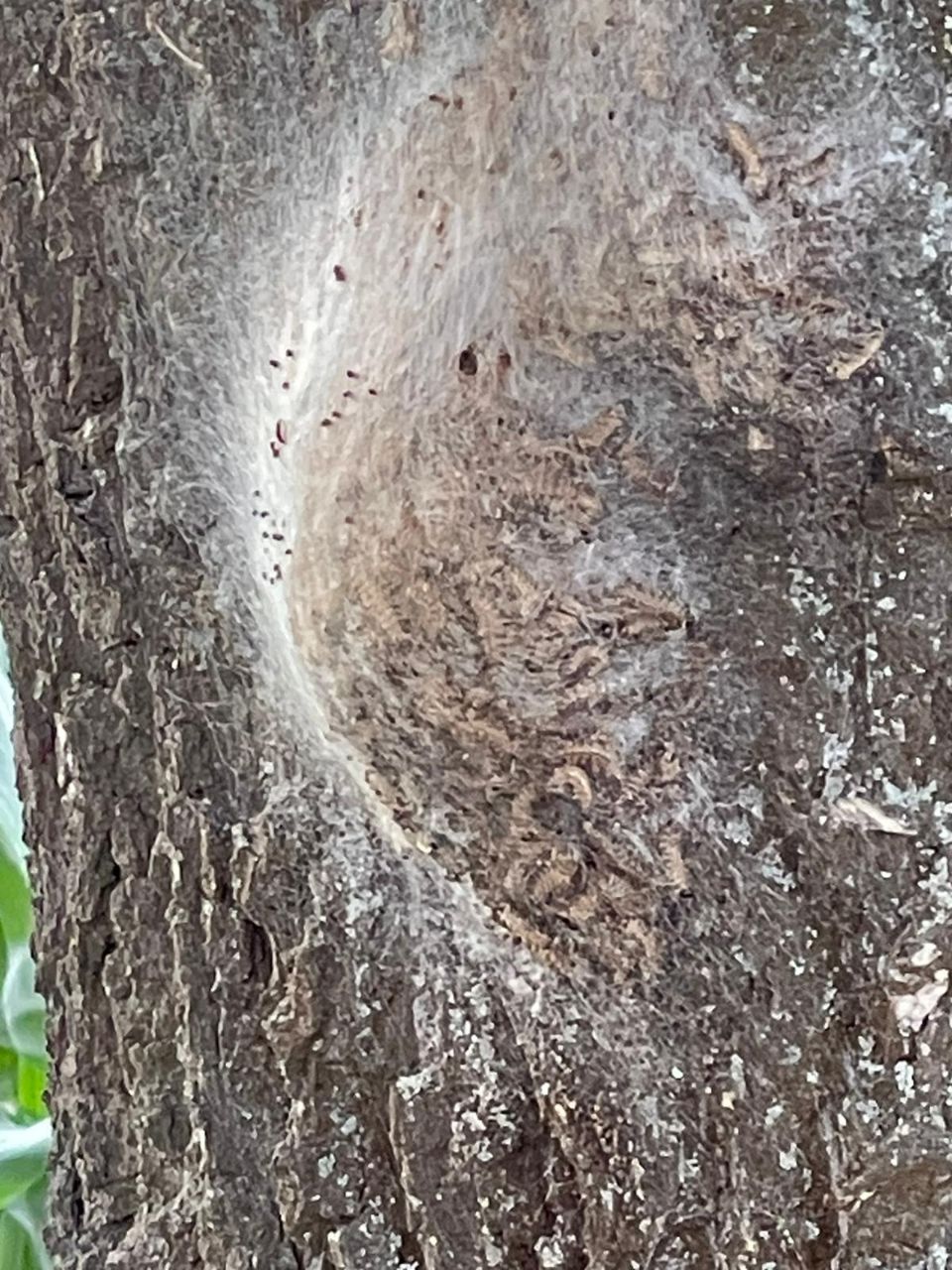 Befallener Baum in Walle am Spielplatz